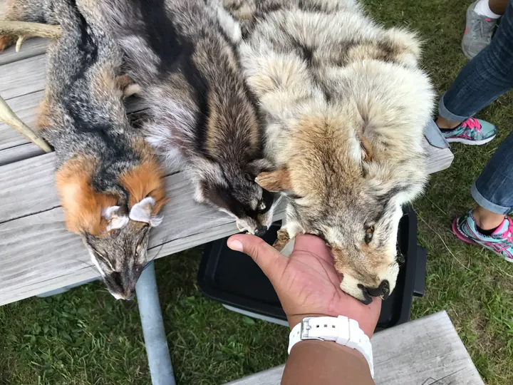 A hand touching animal pelts on a picnic table.