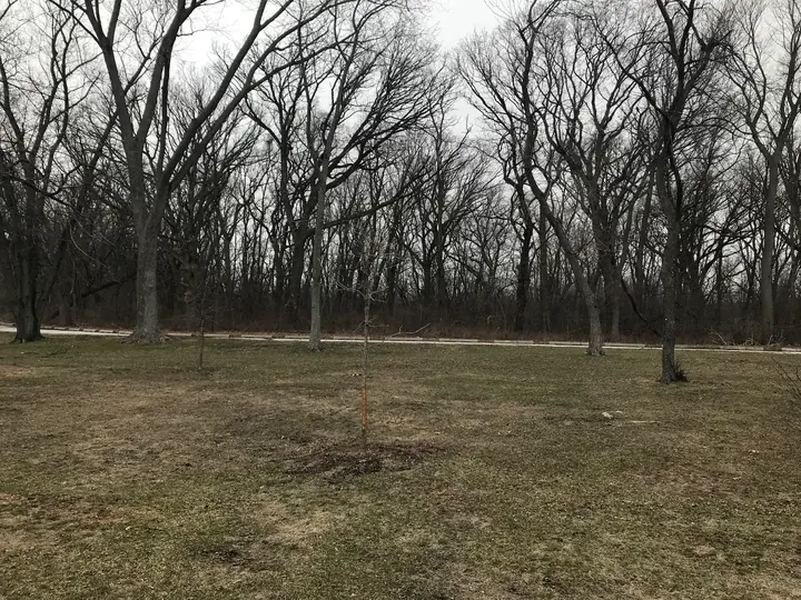 An open grassy clearing ringed by bare trees.