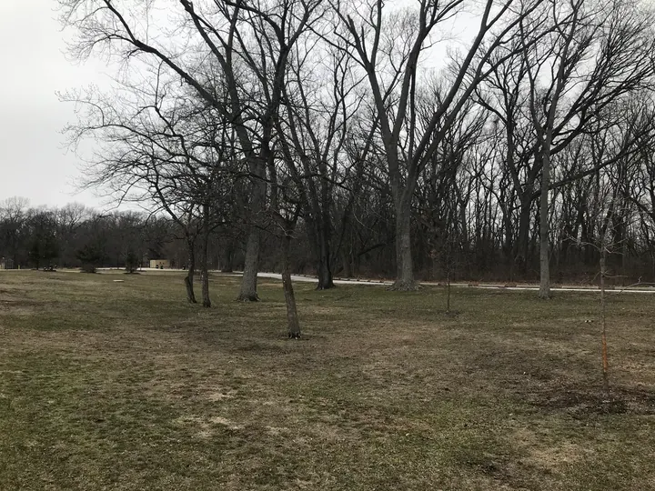 A grassy area under bare trees.