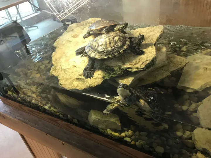 A turtle in a tank at the nature center.