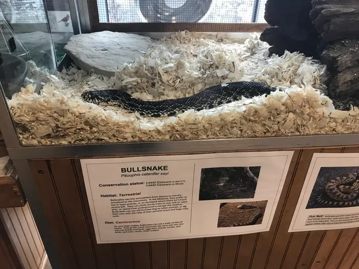 A snake in a terrarium with an information card.