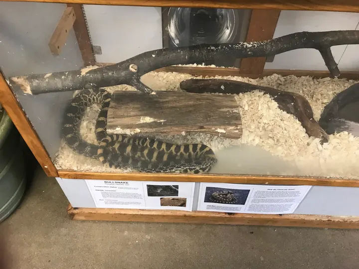 A snake stretched along a log in a glass tank.